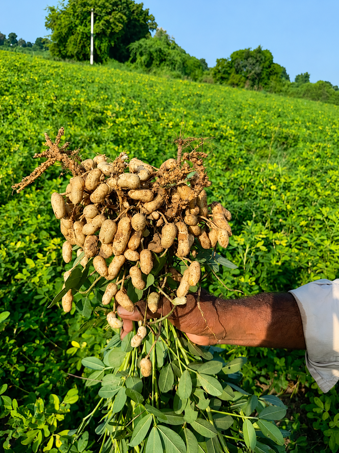 Prakruti Shuddh fresh groundnut harvest